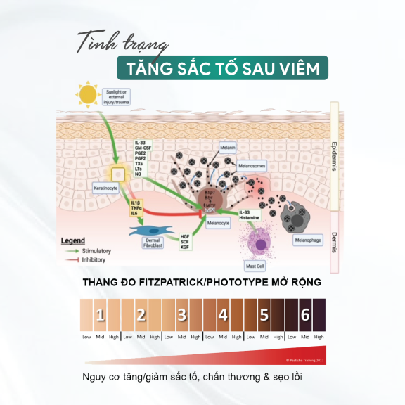Hinh anh mo ta su phat trien cua tang sac to sau viem